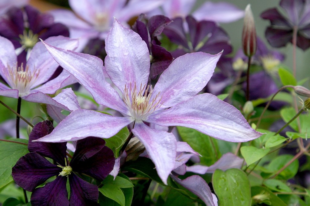 Clematis Klimop Bloem