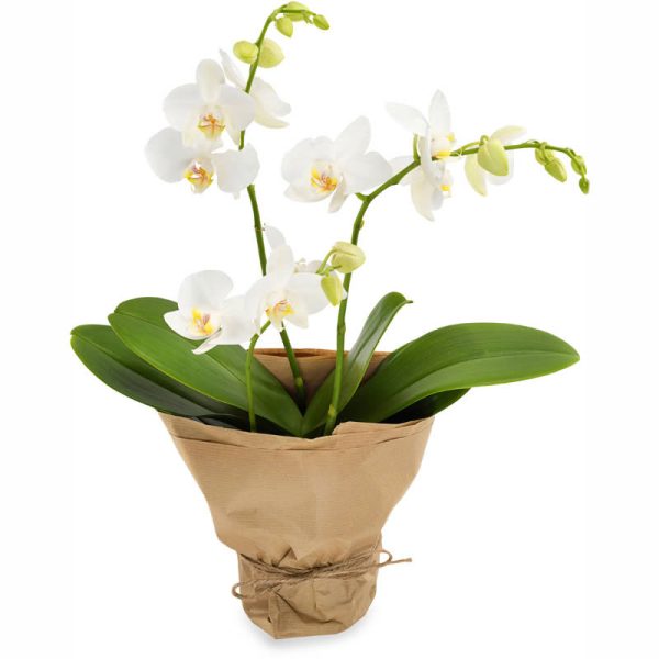 Witte orchidee Bloemen