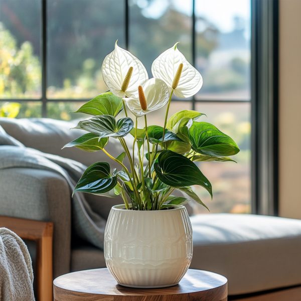 Flamingoplant - Anthurium'Alpine White'- Hoogte 40-55cm -ø14cm