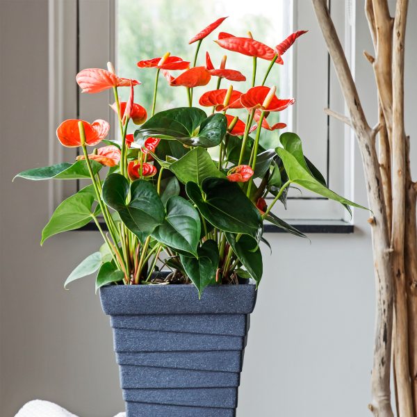 Flamingoplant - Anthurium'Madural Orange'- Hoogte 55-70cm -ø17cm