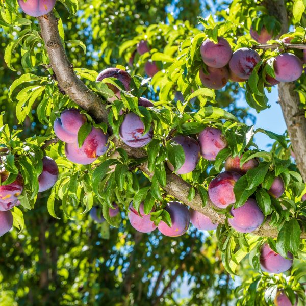 Pruimenboom - Prunus domestica'Opal'- Hoogte 90-100cm -⌀21cm