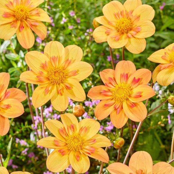 Dahliaknollen - Set van 3 - Dahlia'Kelsey Annie Joy'- Oranje