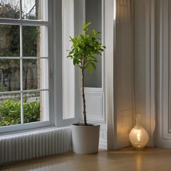 Citroenboom - Citrus limon - Hoogte 100-120cm -⌀19cm