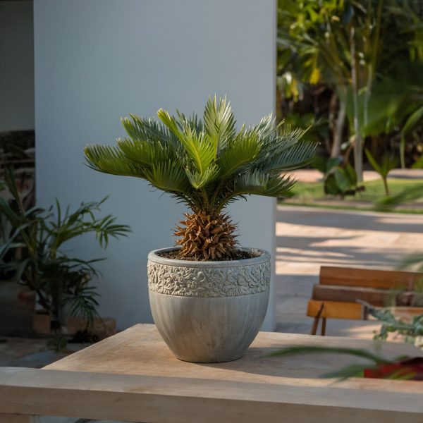 Vredespalm - Set van 2 - Cycas revoluta - Hoogte 45-60cm -⌀15cm