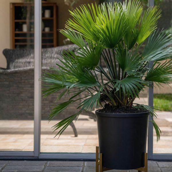 Dwergpalm - Set van 2 - Chamaerops'Vulcano'- Hoogte 35-45cm -⌀19cm