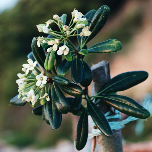 Australische laurier - Pittosporum tobira nanum - Hoogte 30-40cm -⌀19cm