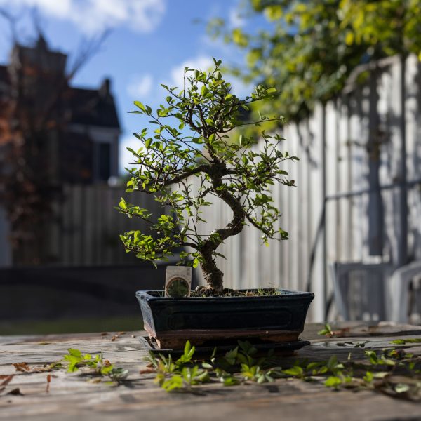 Bonsai - Carmona microphylla - Hoogte 25-30cm -⌀20cm