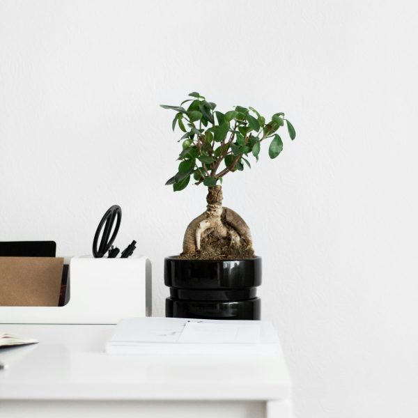 Chinese vijg - Set van 2 - Ficus microcarpa - Hoogte 30-40cm -⌀12cm