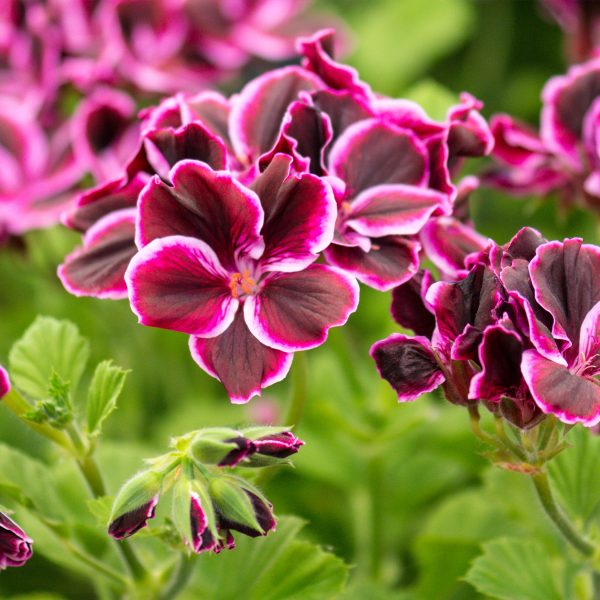 Geranium - Set van 6 - Pelargonium - Hoogte 15-25cm -⌀10,5cm