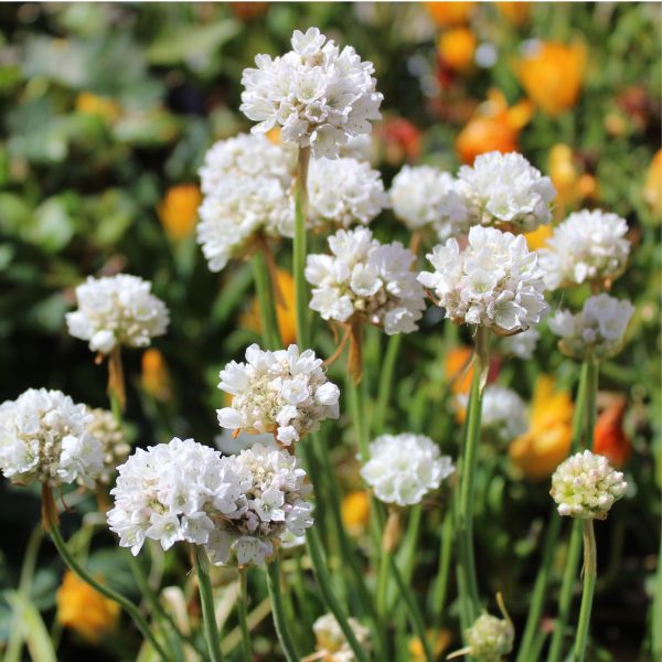 Engels gras - Set van 3 - Armeria maritima'Deep White'- Hoogte 20-30cm -⌀12cm