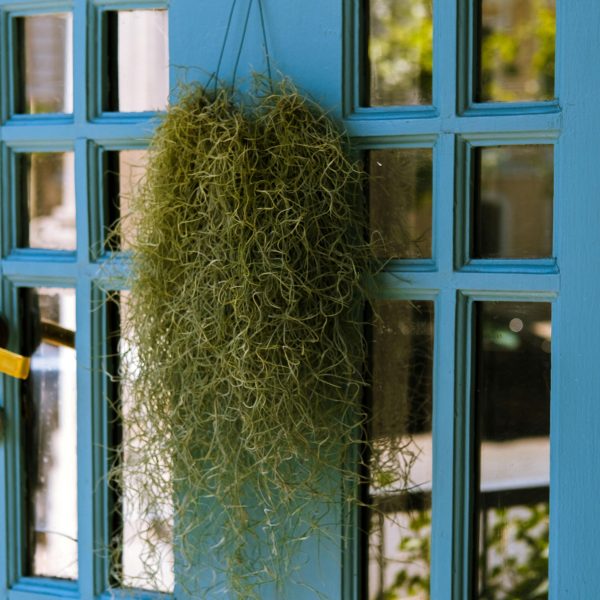 Luchtplantjes - Set van 3 - Tillandsia usneoides - Hoogte 25-40cm -⌀5cm