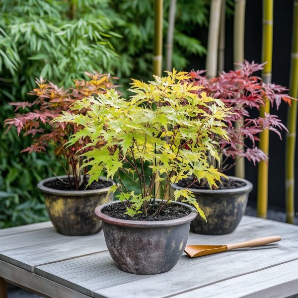 Japanse Esdoorn - Set van 8 - Acer palmatum - Hoogte 25-40cm -⌀10,5cm