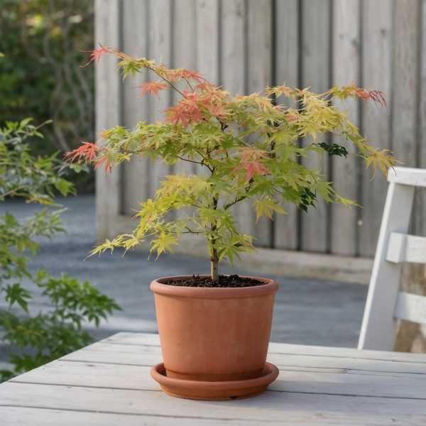 Japanse Esdoorn - Acer palmatum'Moonrise'- Hoogte 80-90cm -⌀19cm