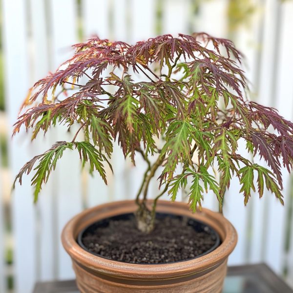 Japanse Esdoorn - Set van 2 - Acer'Inaba-shidare'- Hoogte 30-40cm -⌀13cm