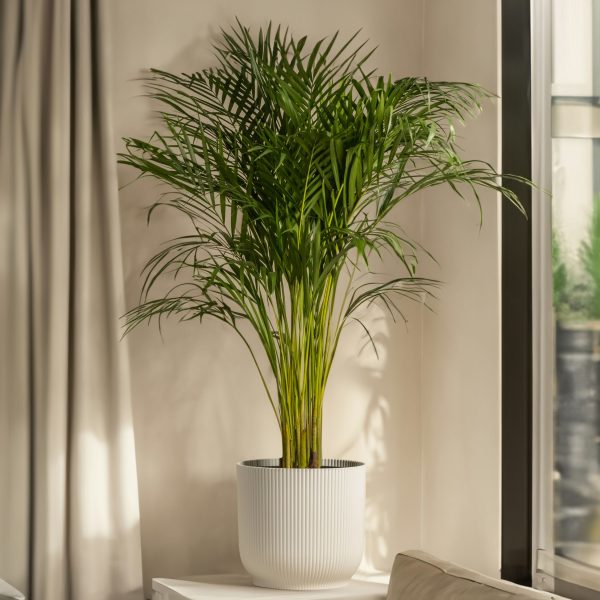 Dwergpalm - Set van 2 - Chamaedorea elegans - Hoogte 50-60cm -⌀17cm