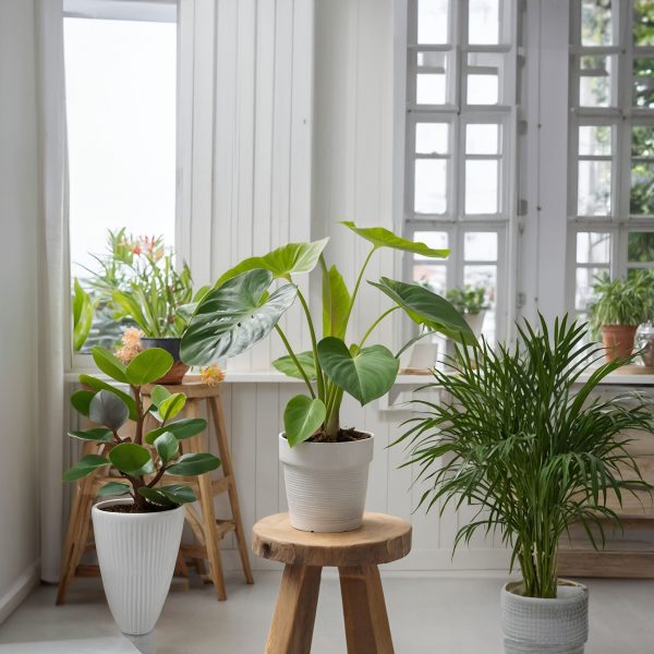 Kleine kamerpalmen - Set van 2 - Dypsis, Chamaedorea - Hoogte 25-40cm -⌀12cm