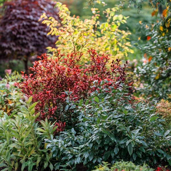 Hemelse Bamboe - Set van 3 - Nandina domestica - Hoogte 25-40cm -⌀17cm