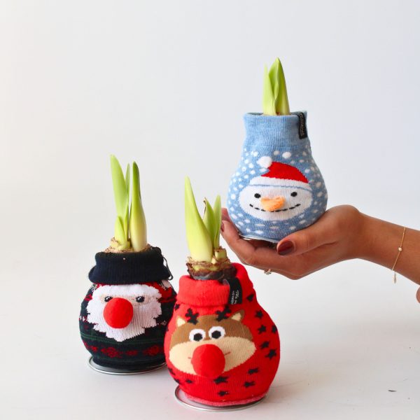 Amaryllis - Hippeastrum'Snowman Sweater'- Bloembol - Rood