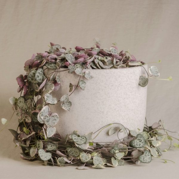 Chinees lantaarnplantje - Set van 2 - Ceropegia Woodii - Hoogte 20-30cm -⌀14cm