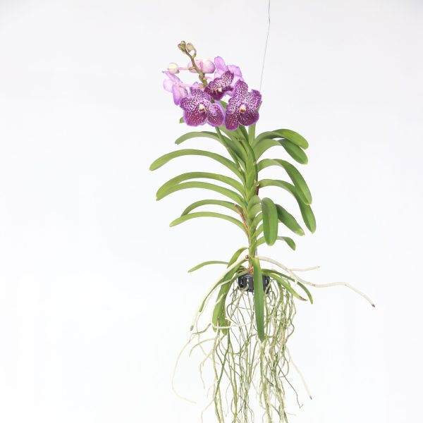 Paarse Orchidee - Vanda'Lilac Beauty'- Hoogte 85-95cm