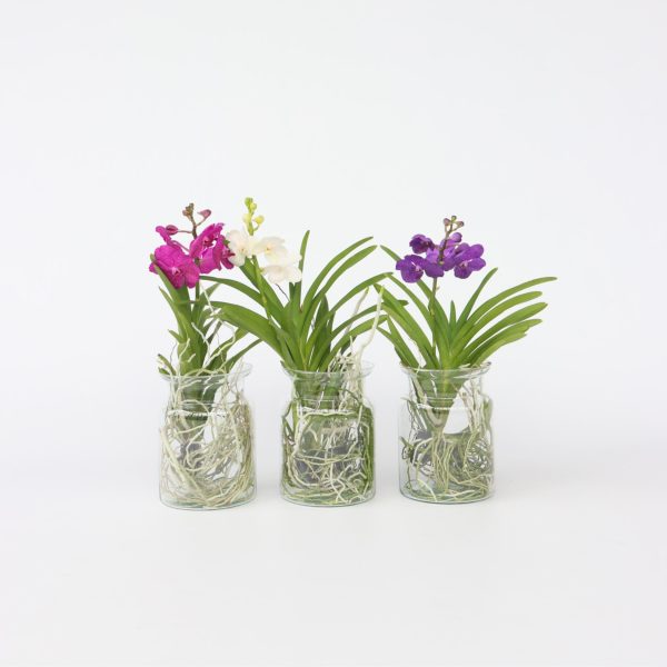 Blauwe orchidee - Vanda'Blue'- Hoogte 40-50cm -⌀14cm
