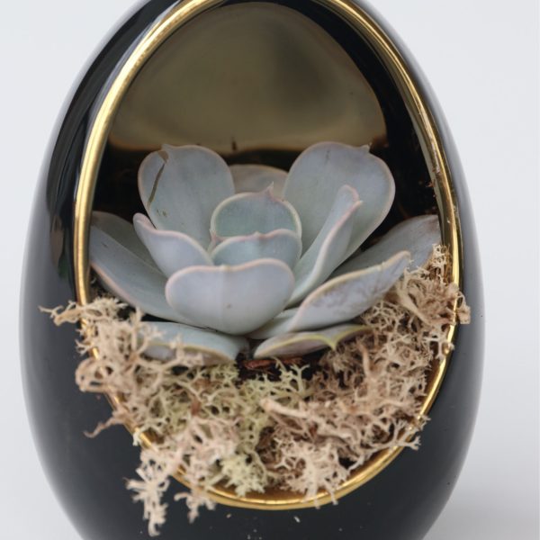 Echeveria - Set van 2 - Echeveria lilacina - Hoogte 12cm
