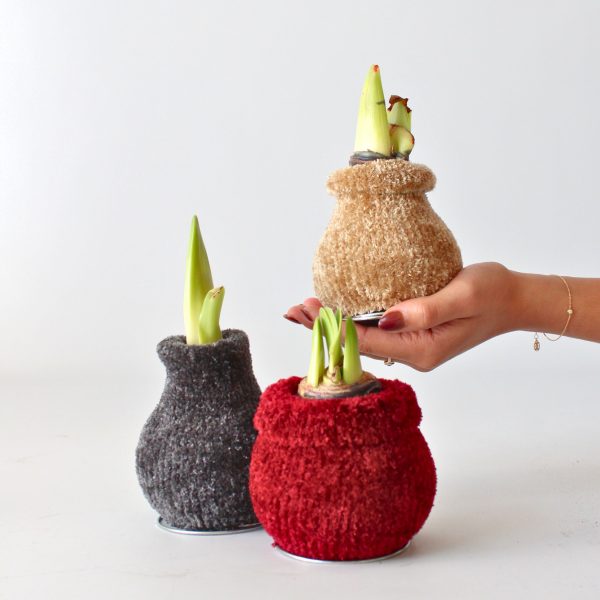 Amaryllis - Hippeastrum'Cozy Teddy Red'- Bloembol - Rood