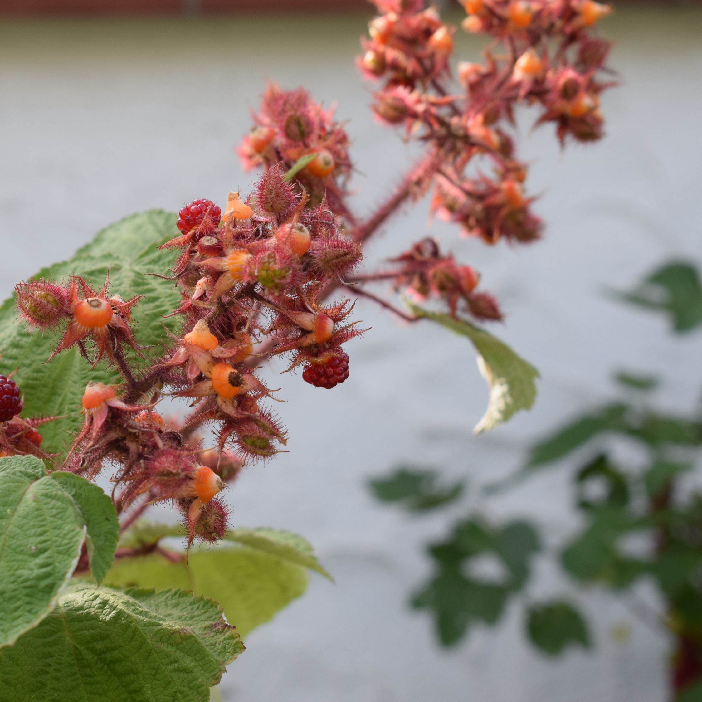 Japanse wijnbes - Rubus phoenicolasius - Hoogte 50 cm -ø15cm