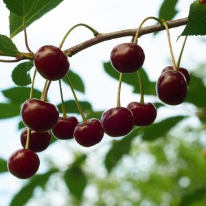 Kersenboom - Prunus avium - Zoete kers - Hoogte 90-110cm -⌀23cm