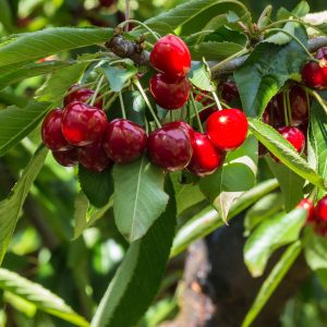 Kersenboom - Prunus avium'Stella'- Zoete kers - Hoogte 90-110cm -⌀23cm