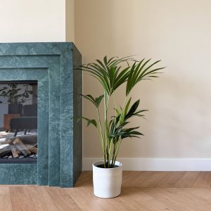 Kentiapalm - Howea forsteriana - Hoogte 90-100cm -⌀18cm