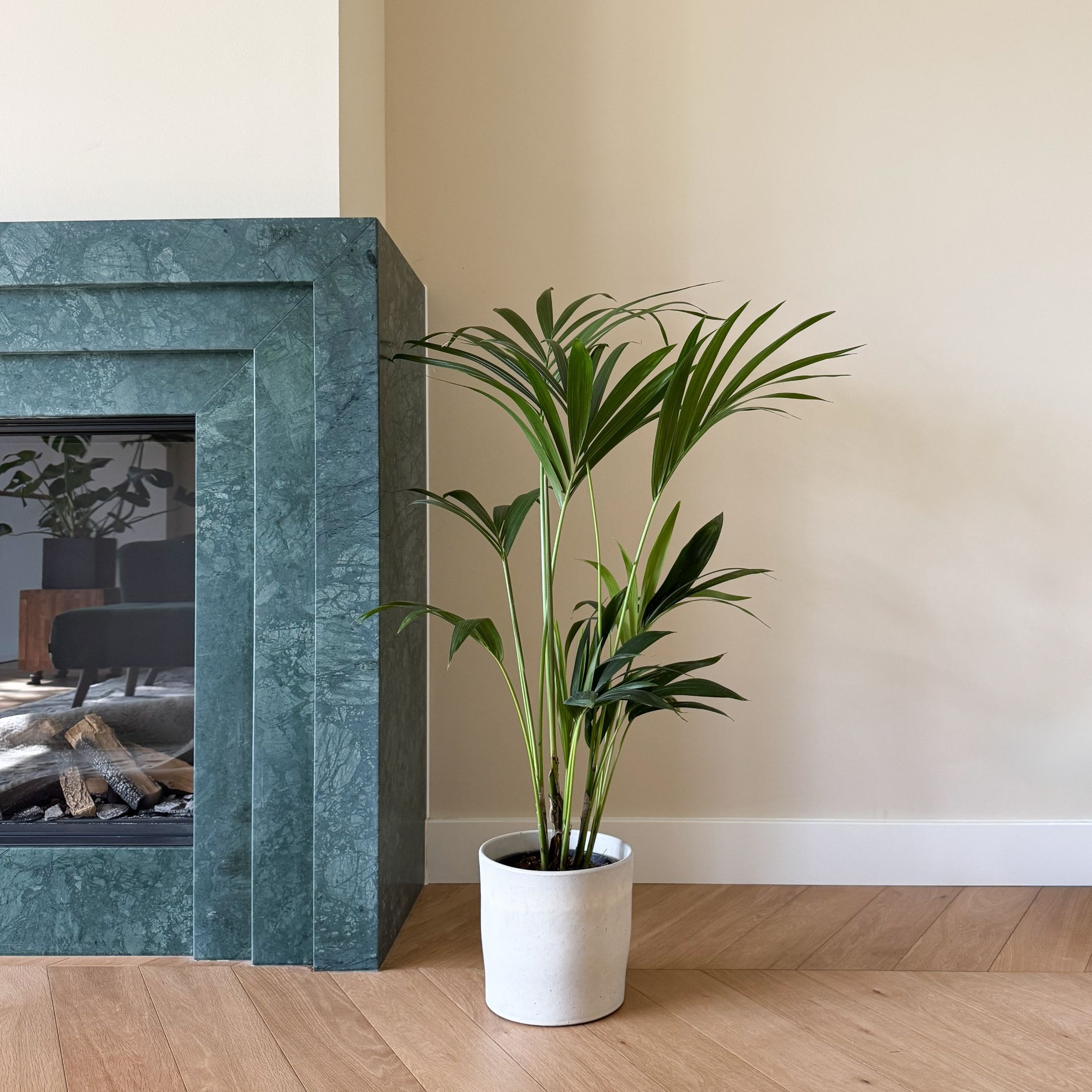 Kentiapalm - Howea forsteriana - Hoogte 90-100cm -⌀18cm