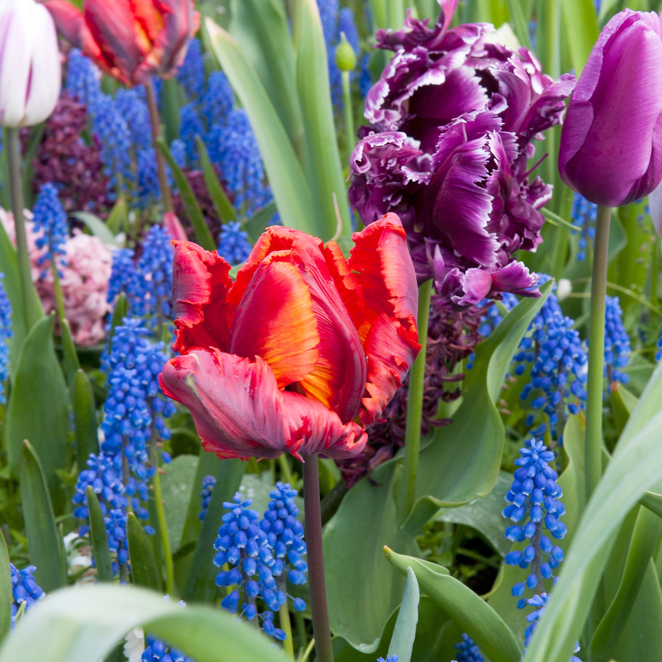 Tulpenbollen - Set van 10 - Tulipa'Rasta Parrot'- Bloembollen - Wit