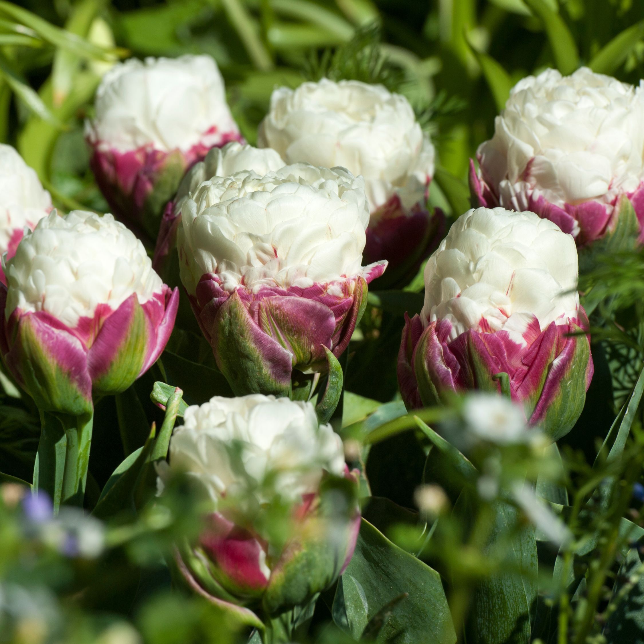 Tulpenbollen - Set van 10 - Tulipa'Ice Cream'- Bloembollen - Paars