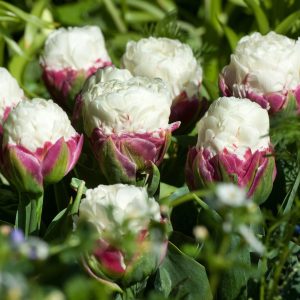 Tulpenbollen - Set van 20 - Tulipa'Ice Cream'- Bloembollen - Paars