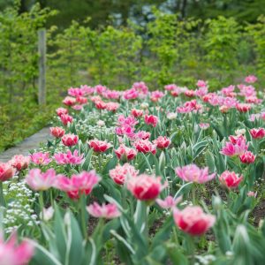 Tulpenbollen - Set van 20 - Tulipa'Queensland'- Bloembollen - Roze