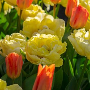 Tulpenbollen - Set van 21 - Tulipa'Avant Garde'- Bloembollen - Geel