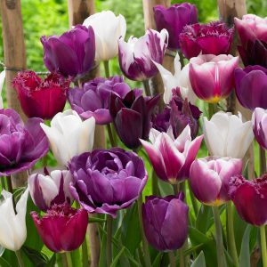 Tulpenbollen - Set van 35 - Tulipa'Blueberry'- Bloembollen - Paars