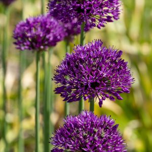 Alliumbollen - Set van 60 - Allium'Purple Sensation'- Bloembollen - Paars