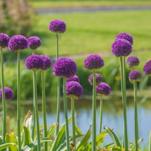 Alliumbollen - Set van 3 - Allium'Ambassador'- Bloembollen - Paars