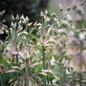 Alliumbollen - Set van 30 - Allium'Nectaroscordum'- Bloembollen - Roze