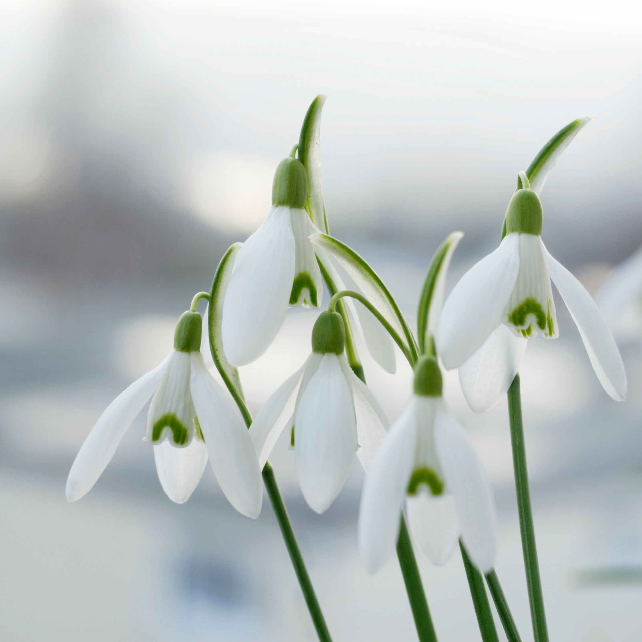 Groot sneeuwklokje - Set van 50 - Galanthus elwesii - Bloembollen - Wit