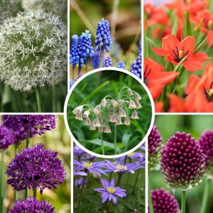 Blije Bij&Vlinder - Set van 120 - Bloembollen