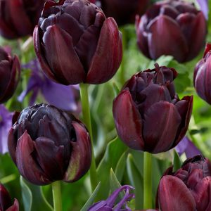 Tulpenbollen - Set van 15 - Tulipa'Black Hero'- Bloembollen