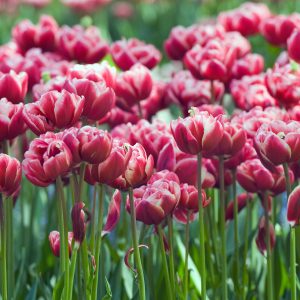 Tulpenbollen - Set van 15 - Tulipa'Drumline'- Bloembollen - Roze