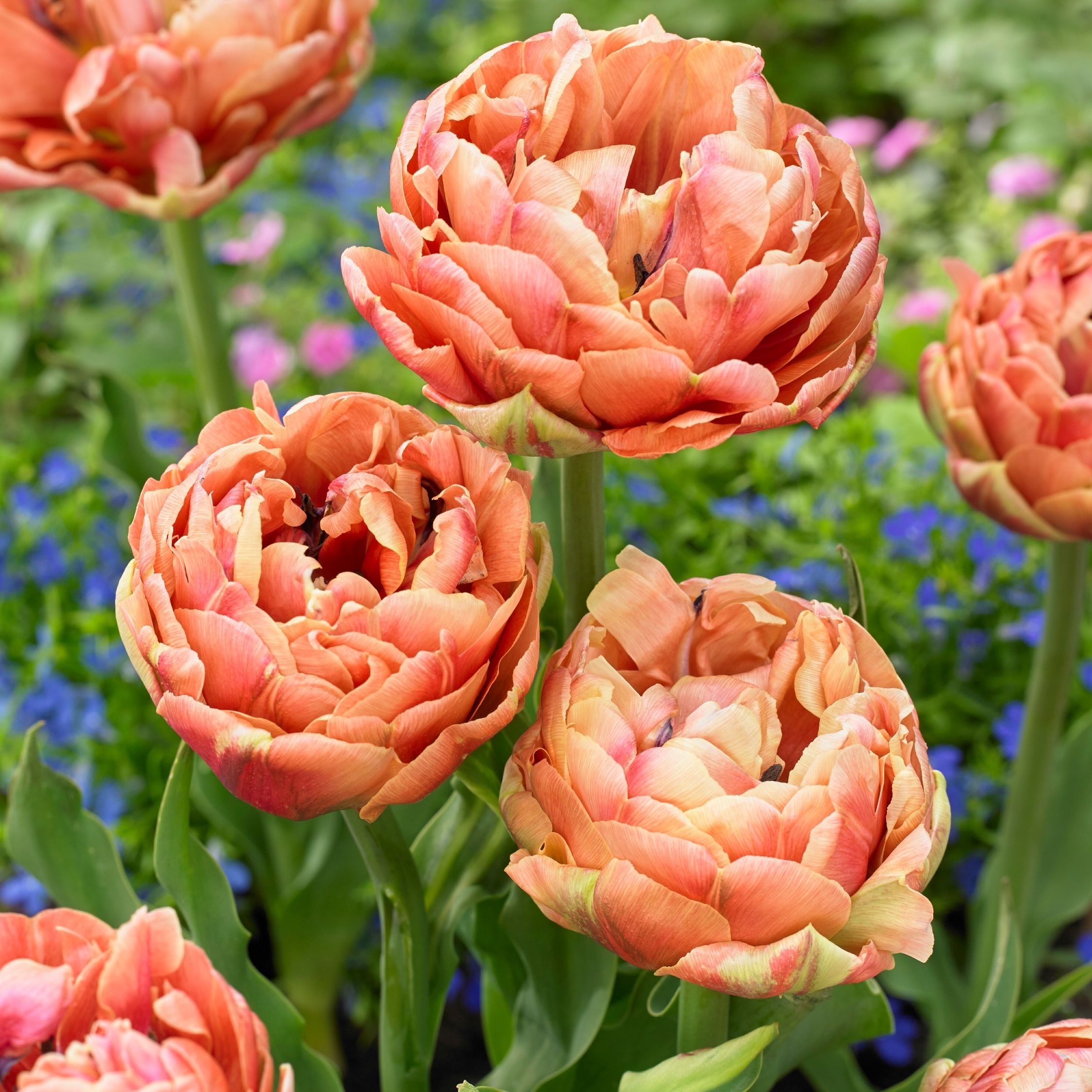Tulpenbollen - Set van 15 - Tulipa'Copper Image'- Bloembollen