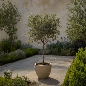 Olijfboom - Olea europaea - Hoogte 45-55cm -⌀14cm