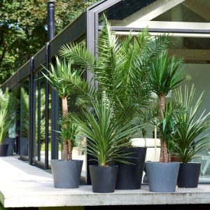 Tuinpalm - Set van 6 - Phoenix Chamaerops Washingtonia - Hoogte 50-70cm -⌀15cm