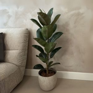 Rubberplant - Ficus Elastica'Robusta'- Hoogte 75-100cm -⌀24cm