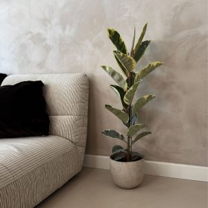 Rubberplant - Ficus Elastica'Tineke'- Hoogte 75-100cm -⌀24cm